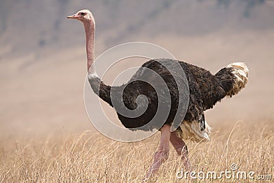 Ostrich Male in Ngorongoro Stock Photo